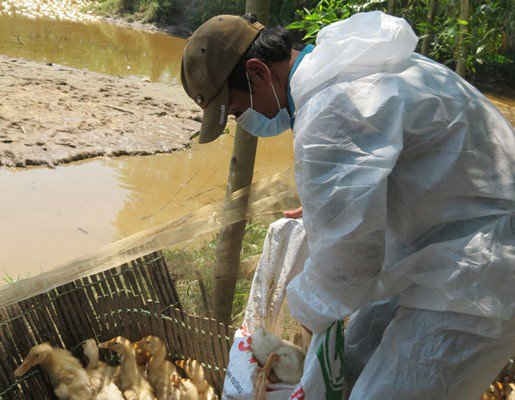 Tiêu hủy hơn 6.500 con vịt do nhiễm cúm A/H5N6