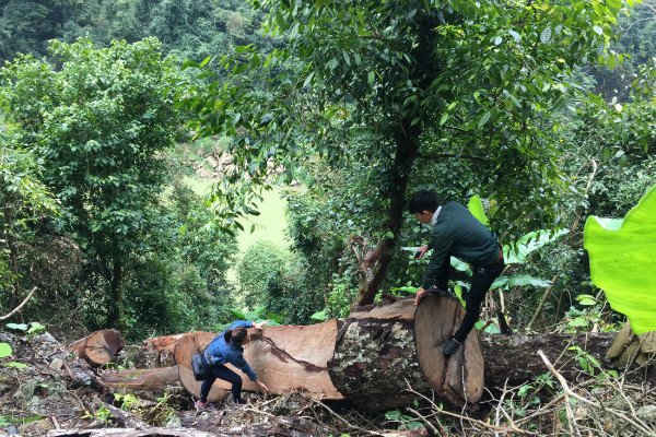 Phó Thủ tướng chỉ đạo xử lý vụ lâm tặc phá rừng nghiến cổ
