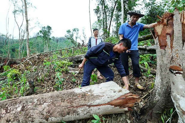 Điện Biên: Gian nan cuộc chiến giữ rừng Mường Nhé
