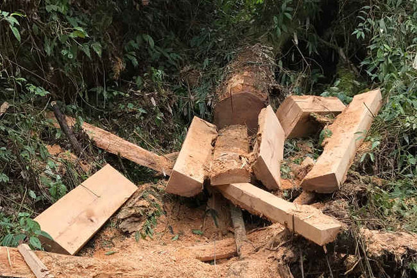 Điện Biên: Tăng cường quản lý bảo vệ rừng ráp ranh