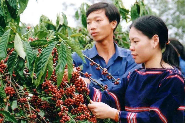 Quảng Trị: Đầu tư gần 260 tỷ đồng tái canh cà phê