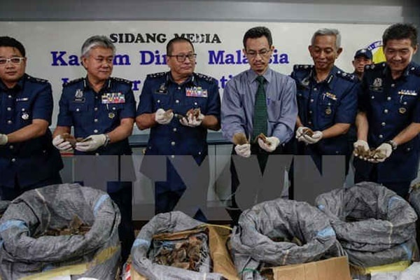 Malaysia tịch thu hơn 700kg vảy tê tê trị giá tới 2,1 triệu USD