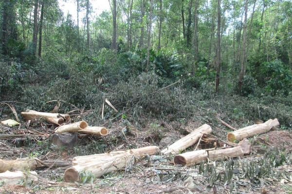 Duy Xuyên - Quảng Nam: Thu hồi đất trồng rừng của dân trái quy định