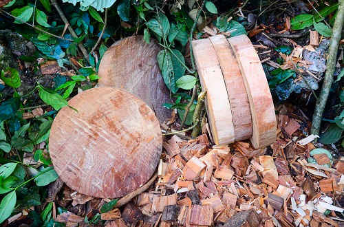 Tủa Chùa – Điện Biên: Tăng cường quản lý bảo vệ rừng
