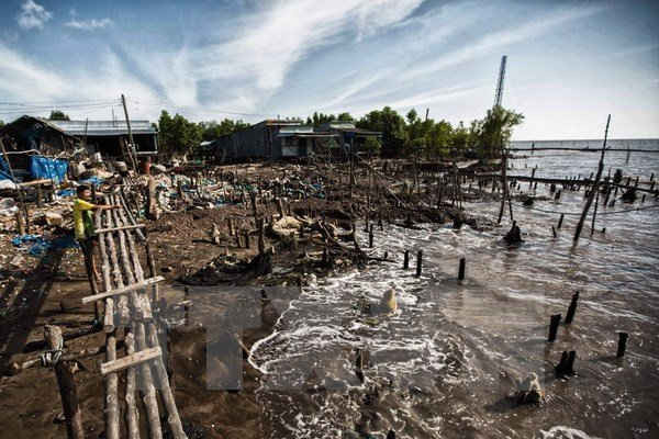 Cà Mau mất 450ha đất ven biển mỗi năm do biến đổi khí hậu