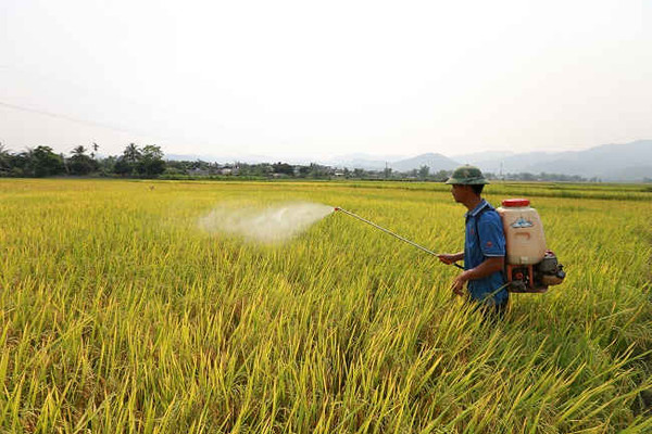 Điện Biên: Bệnh đạo ôn cổ bông hoành hành lúa Đông xuân
