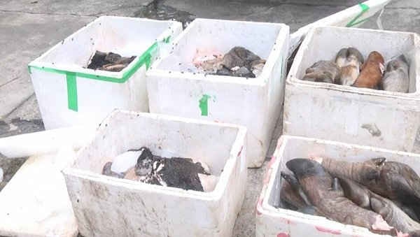 Nghệ An: Liên tiếp bắt thực phẩm không rõ nguồn gốc