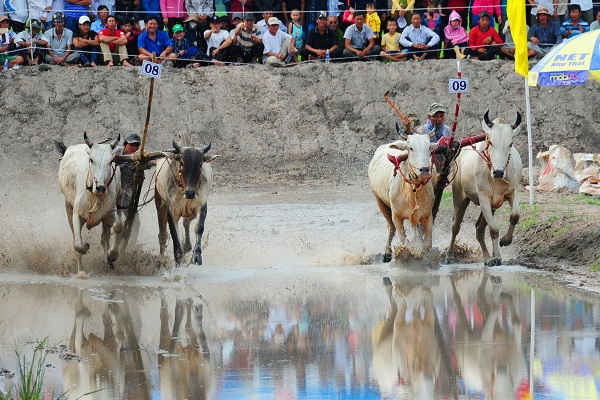 An Giang: Tưng bừng Lễ hội đua bò Bảy Núi - Châu Đốc 2017