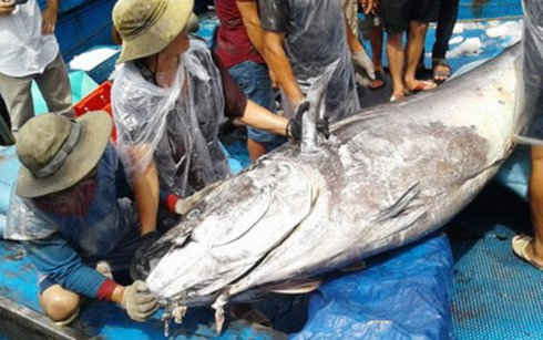 5 ngư dân vật lộn hơn một tiếng bắt cá ngừ 280kg