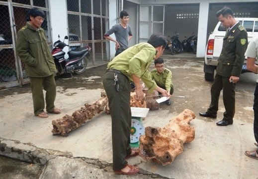 Quảng Bình: Dai dẳng nạn khai thác gỗ Hương giáng trái phép