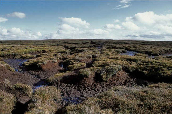 Các đầm than bùn bị khô cạn có thể khiến Trái Đất nóng nhanh hơn