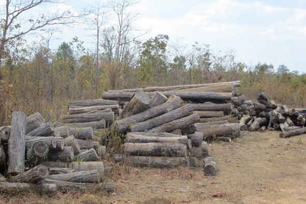 Thủ tướng yêu cầu điều tra, xử lý nghiêm các đối tượng phá rừng