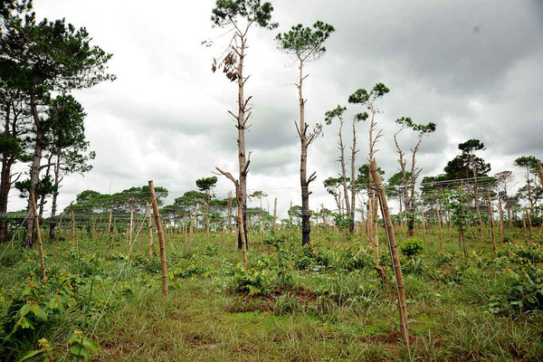 Mang Yang – Gia Lai: Hợp thức hóa đất rừng thành rẫy?