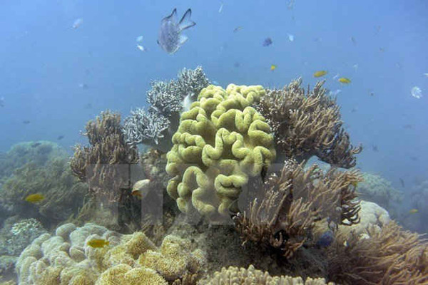 Giới chuyên gia lạc quan về tương lai của các rạn san hô trên thế giới