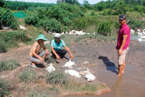 Quảng Nam: Cá, vịt chết bất thường nghi do ô nhiễm nguồn nước