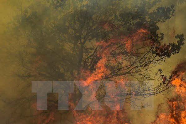Tranh cãi về nguyên nhân vụ cháy rừng kinh hoàng tại Bồ Đào Nha