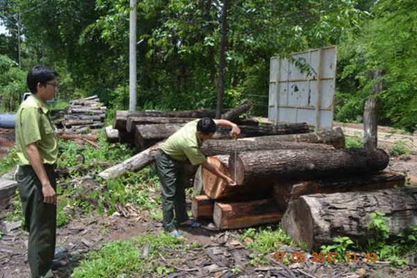 Tây Nguyên: Cam go cuộc chiến giữ rừng