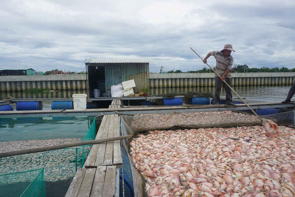 Đà Nẵng: Cá chết trắng bè nghi do ô nhiễm nguồn nước