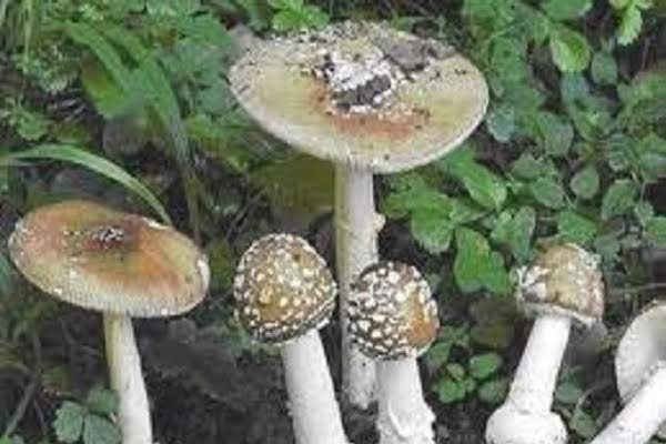 Lào Cai: Cảnh báo ngộ độc do ăn nấm độc