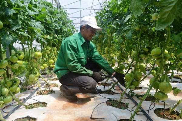 45 tỷ đồng xây dựng chuỗi sản xuất nông nghiệp bền vững Lâm Đồng