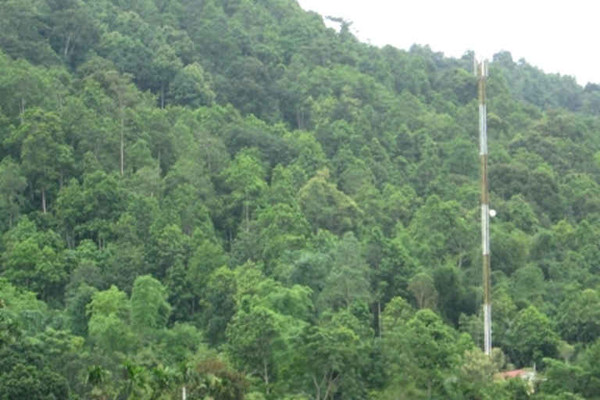 Giảm phát thải khí nhà kính thông qua hạn chế mất rừng, suy thoái rừng