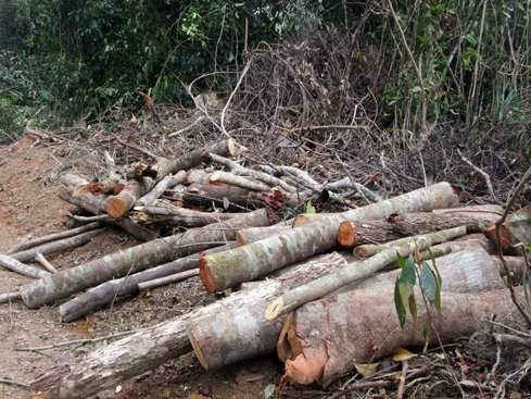 Phú Yên:  Sai phạm tại nhiều dự án chuyển đổi mục đích sử dụng rừng