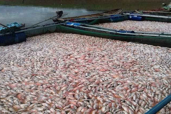 Vụ chết cá hàng loạt, UBND tỉnh Kon Tum đề nghị thủy điện hỗ nông dân