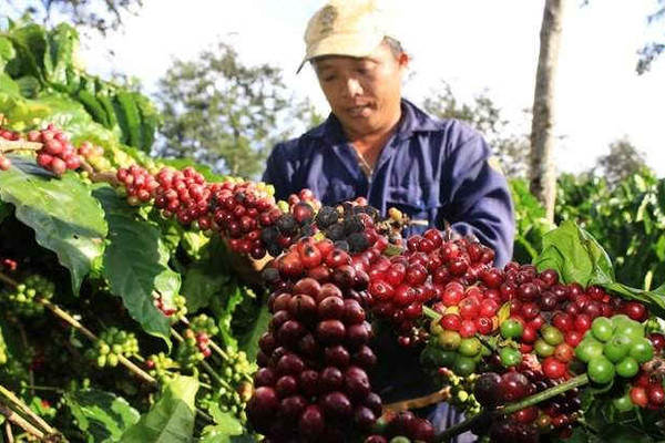 Quảng Trị: Công bố đề án và kế hoạch hành động tái canh cây cà phê