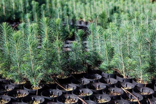 Pakistan phục hồi 350.000 ha đất rừng bị suy thoái