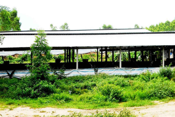 Vụ 9 trang trại "mọc" trên đất lâm nghiệp ở Bình Định: Huyện Tây Sơn vào cuộc xử lý