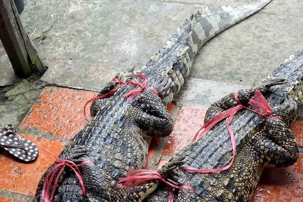Cà Mau: Thông tin bắt cá sấu 83 kg trên kênh Zero là tin thất thiệt