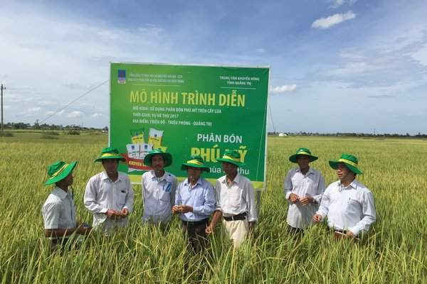 Phân bón Phú Mỹ cho cây Lúa tại Quảng Trị tăng năng suất thêm 10%