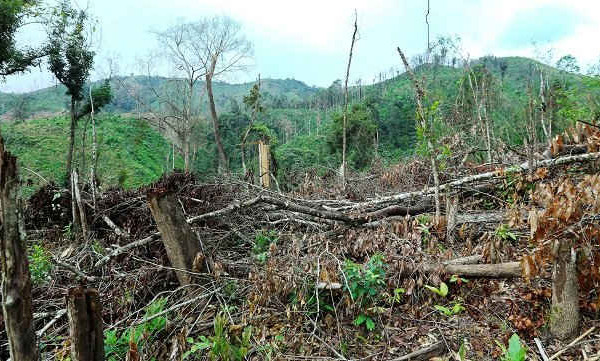 Tình trạng phá rừng, di cư tư do tại Điện Biên cơ bản được kiềm chế