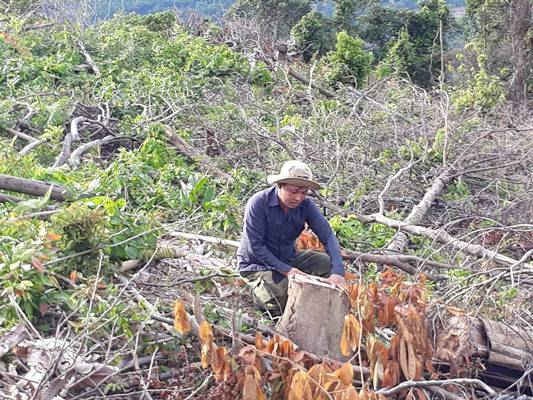 Tân Kỳ (Nghệ An): Hàng chục héc ta rừng phòng hộ bị "cạo trọc"