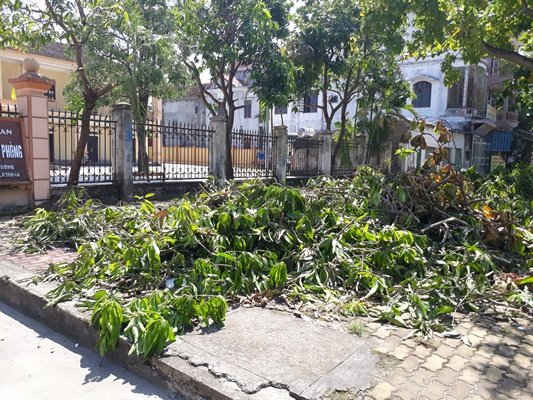 Nghệ An: Ngổn ngang rác thải cây xanh sau bão số 10