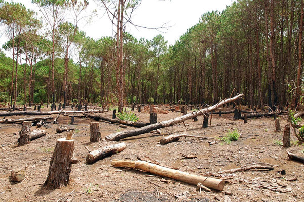 Lâm Đồng: Tăng cường quản lý bảo vệ rừng