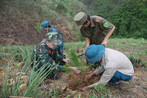 Sơn La: Tỷ lệ trồng mới rừng đạt thấp
