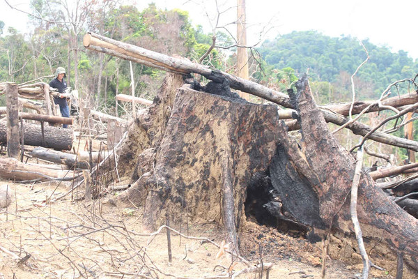 Quảng Nam: Khởi tố, bắt tạm giam một đối tượng liên quan vụ phá rừng phòng hộ Tiên Lãnh