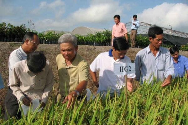 Hậu Giang:Tăng cường liên kết, phát triển chuỗi giá trị lúa gạo chất lượng cao