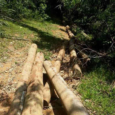 Nghệ An: Đề nghị cách chức hàng loạt cán bộ phá rừng