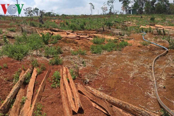 Tốc độ mất rừng ở Đắk Nông nhanh nhất Nam Trung Bộ và Tây Nguyên