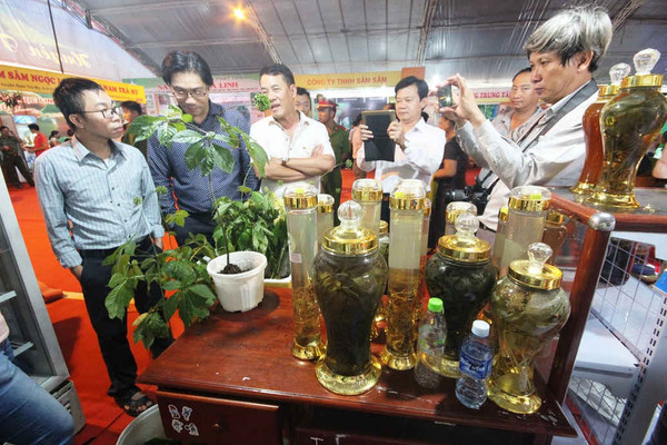 Quảng Nam: Sắp có phiên chợ sâm núi đầu tiên