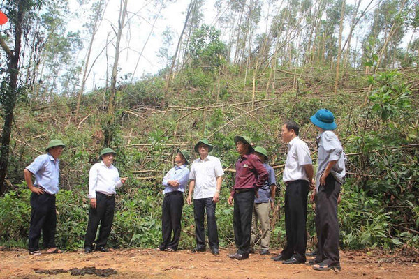 Quảng Trị: Khó khăn trong công tác khắc phục thiệt hại về rừng do thiên tai gây ra