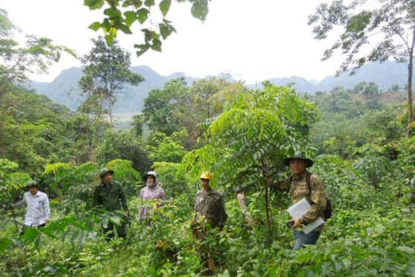 Quảng Bình thành lập Quỹ Bảo vệ và Phát triển rừng