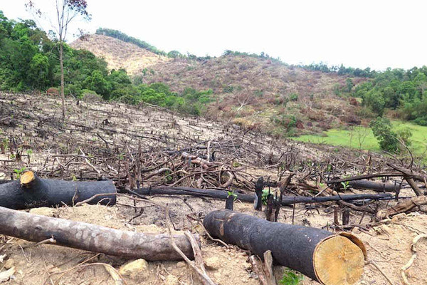 Bình Định: Bắt chủ mưu phá gần 61 ha rừng ở huyện An Lão
