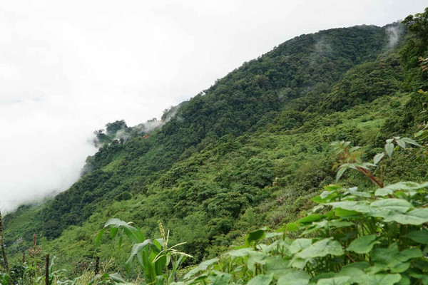 Quảng Nam: Bảo vệ rừng để phát triển cây dược liệu quý