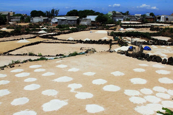 Lý Sơn: Xâm hại môi trường biển để lấy cát trồng hành, tỏi