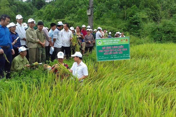 Công ty Supe Phốt phát và Hóa chất Lâm Thao: Đại gia phân bón chi 40 tỷ đồng tập huấn cho nông dân