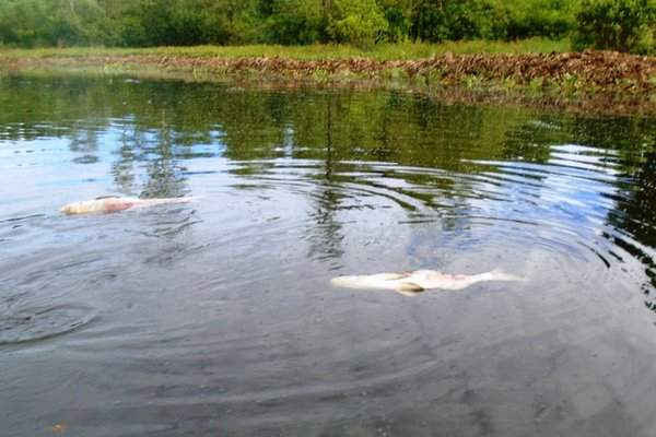 Quảng Trị: Cá chết trắng tại hồ tiếp nhận nước thải công ty dệt nhuộm
