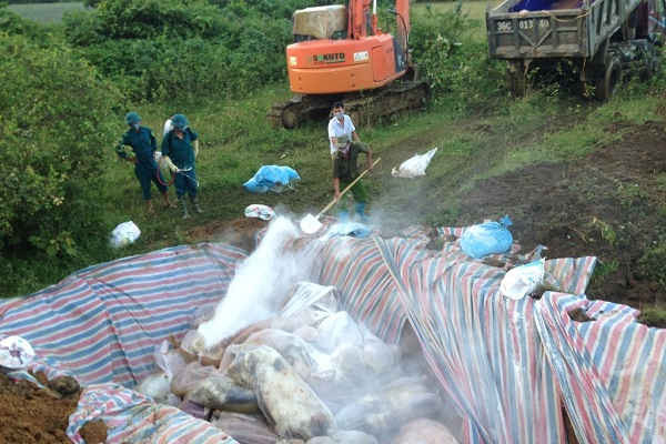 Thanh Hóa: Tiến hành thu gom, xử lý hàng nghìn con lợn chết